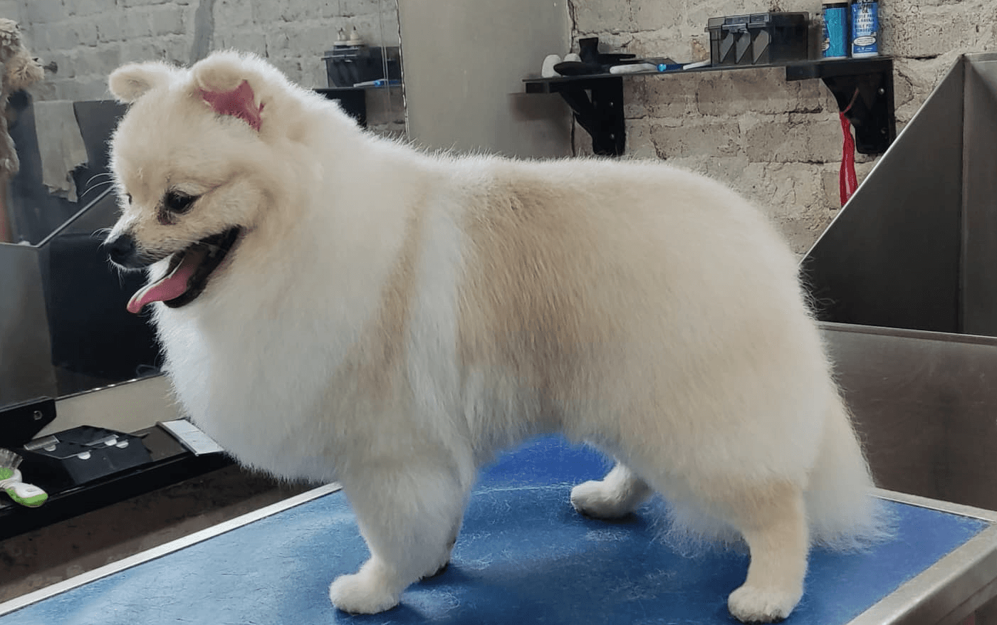 Servicio general de peluquería Canina comercial